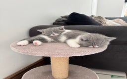 British Shorthair cats for sale: Pedigree British shorthair (Bi colour gene) in Birmingham - Image 10