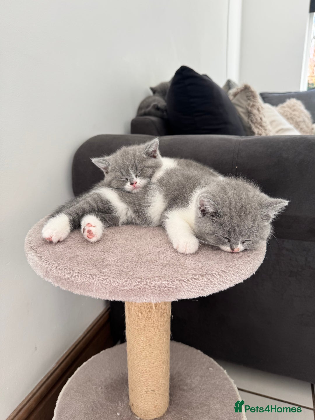 British Shorthair cats for sale: Pedigree British shorthair (Bi colour gene) in Birmingham - Image 10
