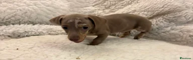 Miniature Dachshund Puppy 4