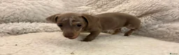 Miniature Dachshund dogs for sale: Very small but cute mini dachshund  - Advert 5