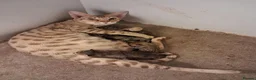 Savannah cats for sale: Super spotty F5 Savannah kittens - Advert 5