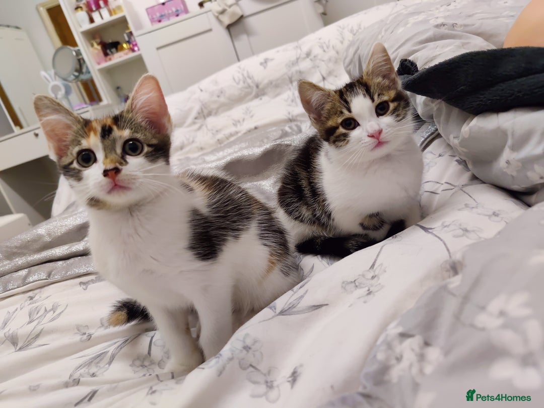 European cats for sale: 😻 2 beatiful female kittens ❗ - Image 2