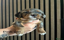 Cocker Spaniel dogs for sale: Cocker spaniel merle puppies - Image 3