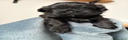 Shih Tzu dogs for sale: Shih Tzu Puppies for Sale – 4 Puppies Available 🐶 - Advert 10
