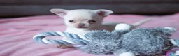 Chihuahua dogs for sale: Kc Registered Small cream/white chihuahua girl  - Advert 3