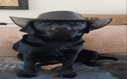 Labrador Retriever dogs for stud: Looking for a stud for my 3yr old lab - Image 6