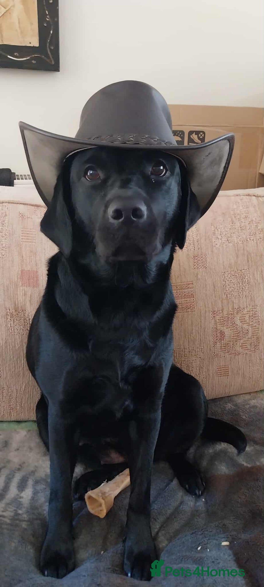 Labrador Retriever dogs for stud: Looking for a stud for my 3yr old lab - Image 6