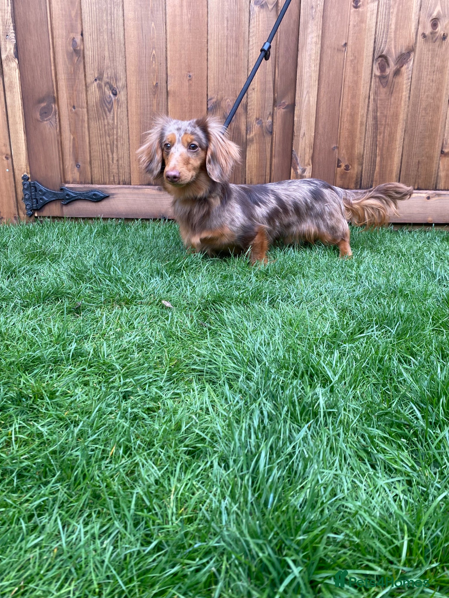 Miniature Dachshund dogs Beautiful long hair Isabella dapple  - Advert 6
