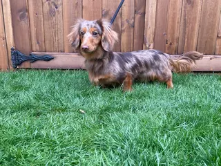 Miniature Dachshund dogs Beautiful long hair Isabella dapple - Advert 2