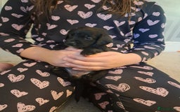 Mixed Breed dogs for sale: Splurcherpoo puppys - Image 21