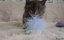 Maine Coon cats for sale: GCCF Registered Pedigree Maine Coon Kittens - Image 10
