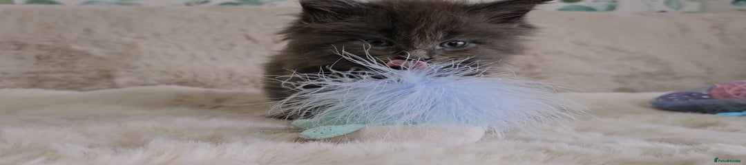 Maine Coon Kitten 2
