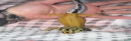 Leopard Gecko reptiles for sale: Female Green & Tangerine Clown - Advert 4