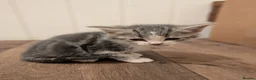 Mixed Breed cats for sale: Mixed breed kittens  - Advert 15