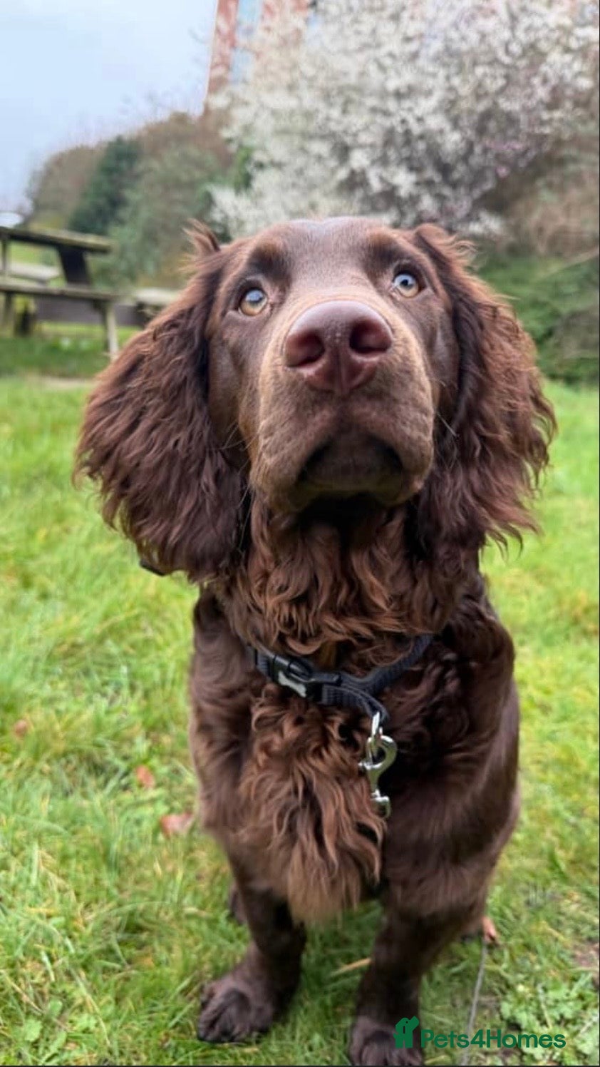 American Cocker Spaniel dogs CHOCOLATE COAT - AMERICAN WATER SPANIEL  - Advert 1