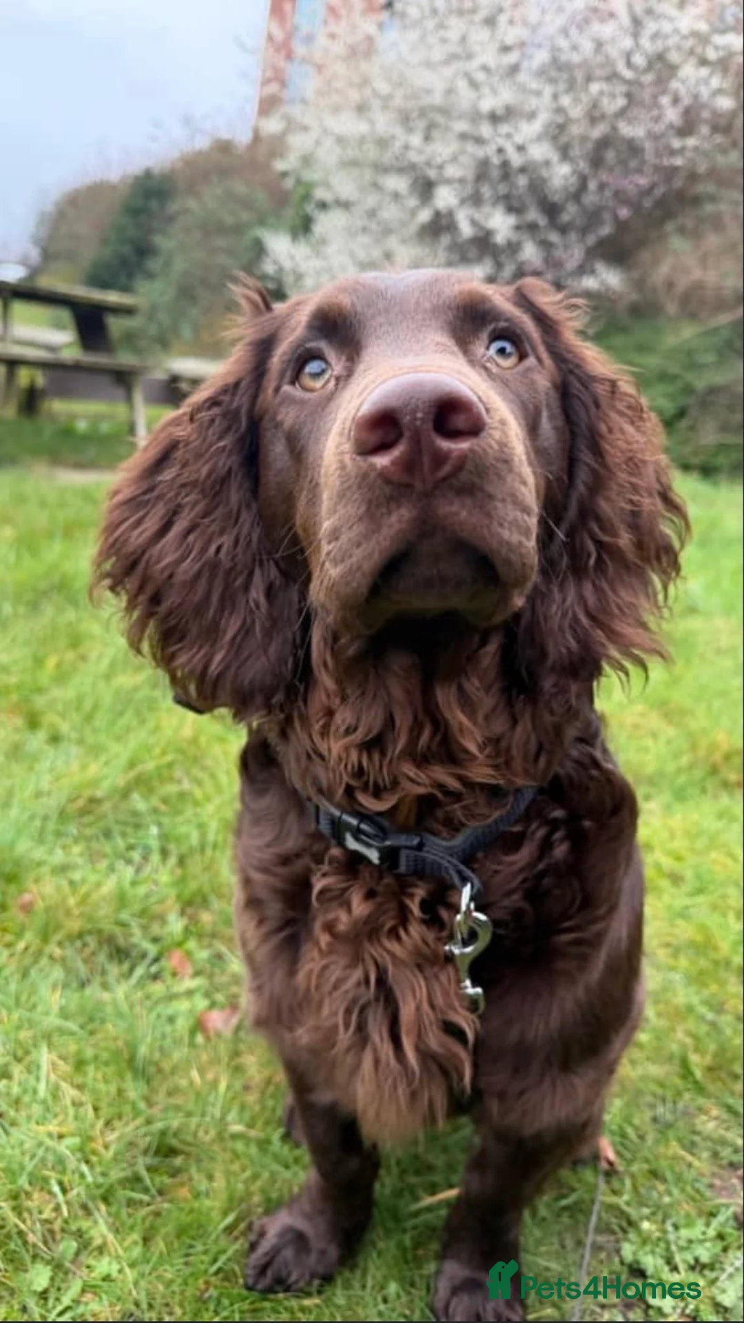 American Cocker Spaniel dogs for sale: CHOCOLATE COAT - AMERICAN WATER SPANIEL  in Liverpool - Advert 1