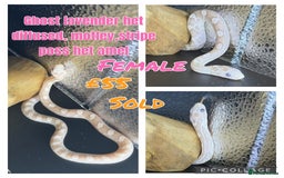 Corn Snake reptiles for sale: Different variations of lavender corn snake babies - Image 9