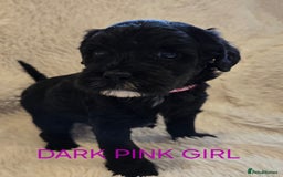 Tibetan Terrier dogs for sale: Adorable fluffy TToodle puppies  - Image 19