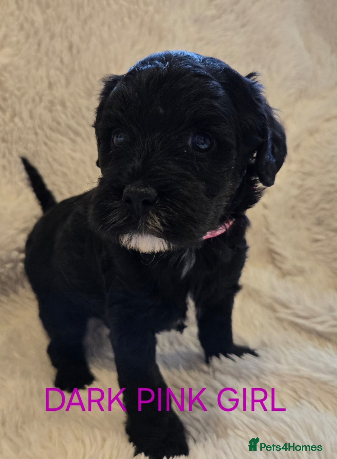 Tibetan Terrier dogs for sale: Adorable fluffy TToodle puppies  - Image 19