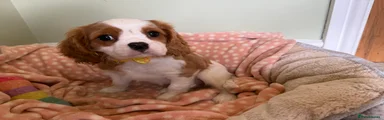 Cavalier King Charles Spaniel Puppy 5