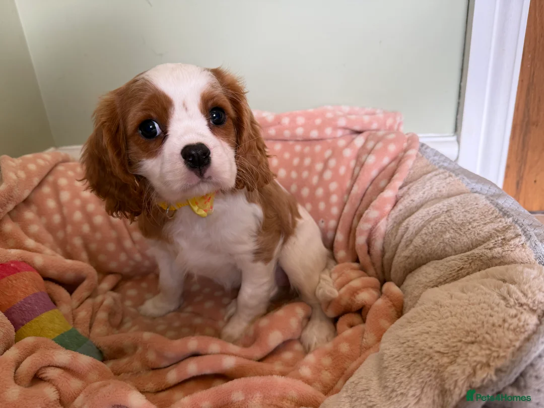 Cavalier King Charles Spaniel dogs for sale: Health Tested Cavalier King Charles Spaniels - Advert 2