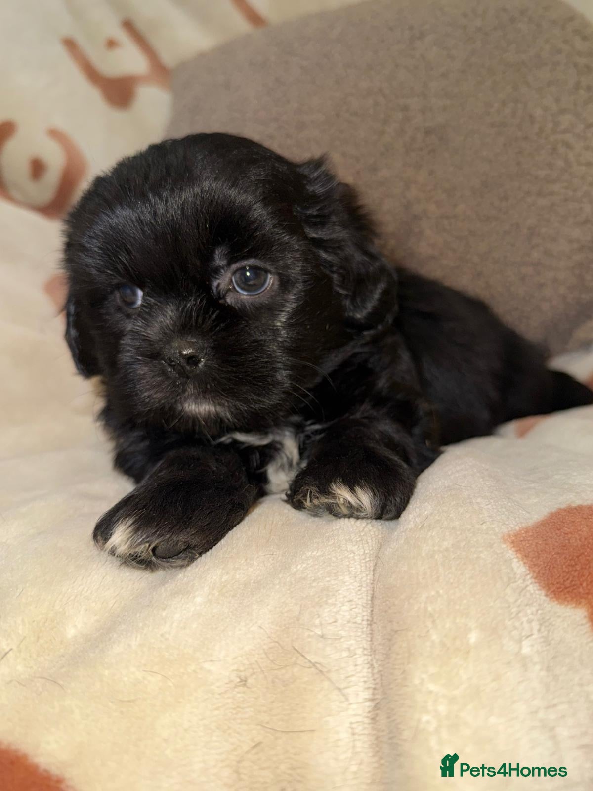 Shih Tzu dogs ❤️Stunning Black Shih Tzu Puppies💚 - Advert 1