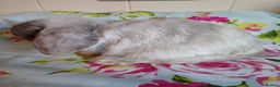 Mini Lop rabbits for sale: Pedigree Mini Lops - Advert 9