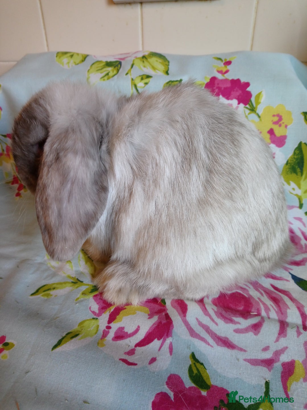 Mini Lop rabbits for sale: Pedigree Mini Lops - Advert 9