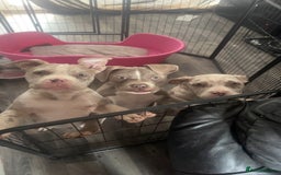 American Bully dogs for sale: REDUCED Stunning pocket bully pups for sale  - Advert 24