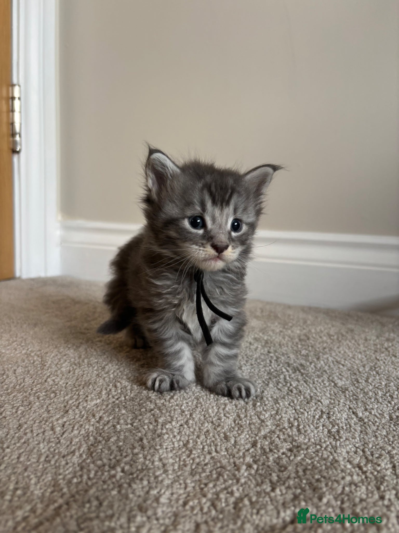 Maine Coon cats for sale: TICA Maine Coon Kittens  - Advert 18