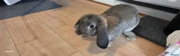 French Lop rabbits for sale: French lop rabbit  in Plymouth - Advert 6