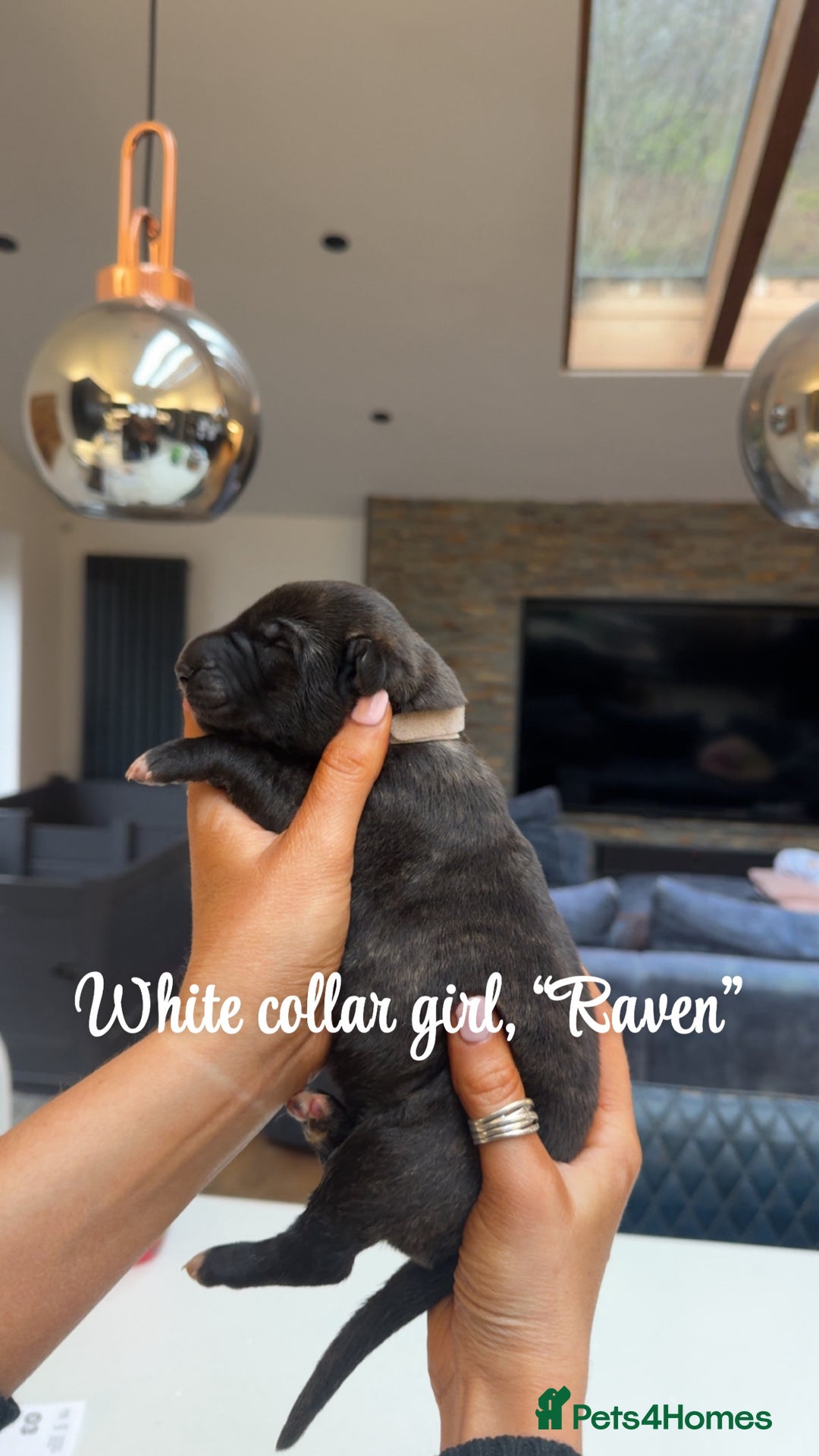 Irish Wolfhound dogs for sale: Outstanding Irish Wolfhound KC Reg Puppies  - Advert 11