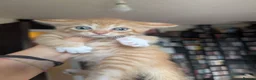 Mixed Breed cats for sale: 2 beautiful ginger kittens in Northwood - Advert 7