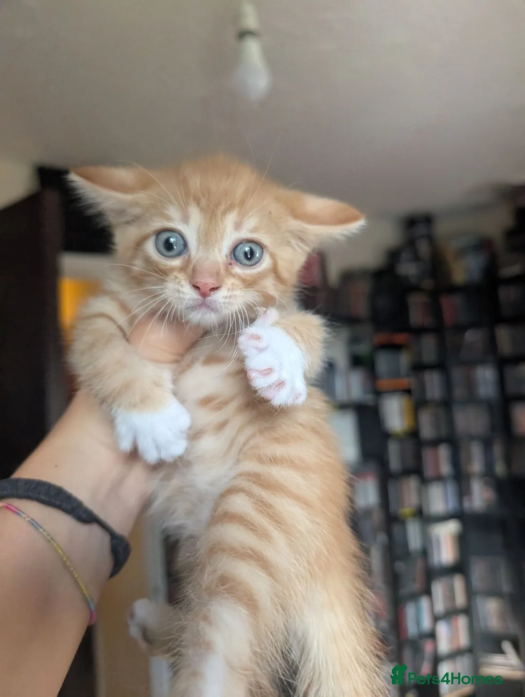 Mixed Breed cats for sale: 2 beautiful ginger kittens in Northwood - Advert 7