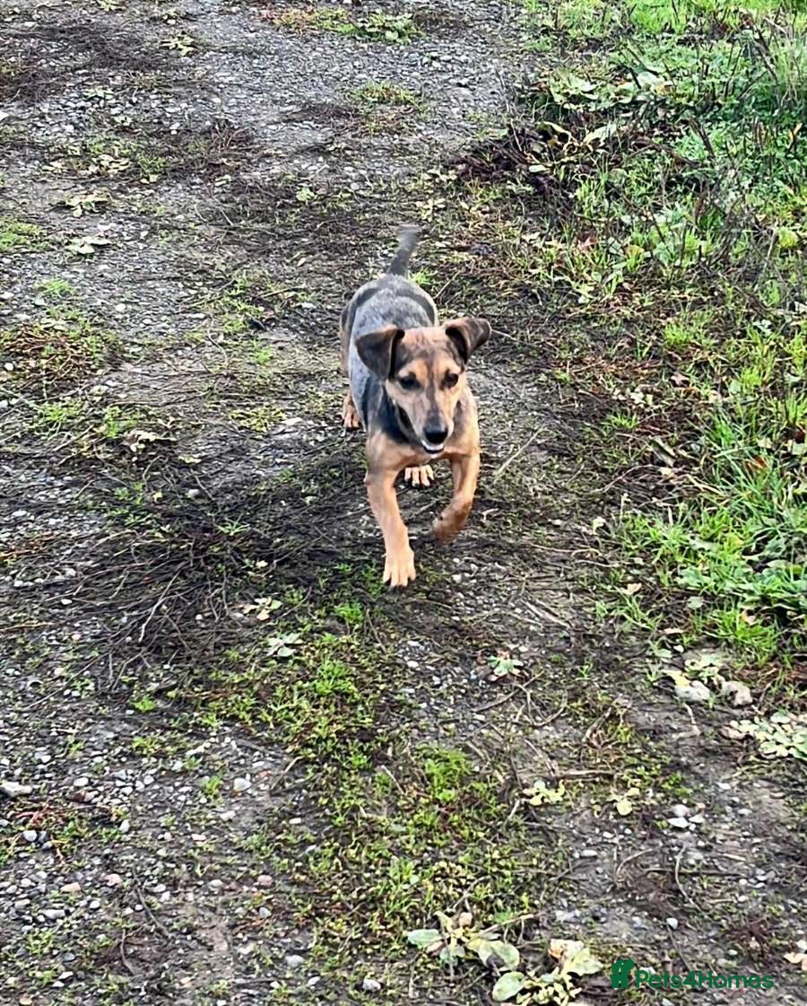 Mixed Breed dogs for sale: Patterdale lakeland x Jack russel puppies - Advert 6