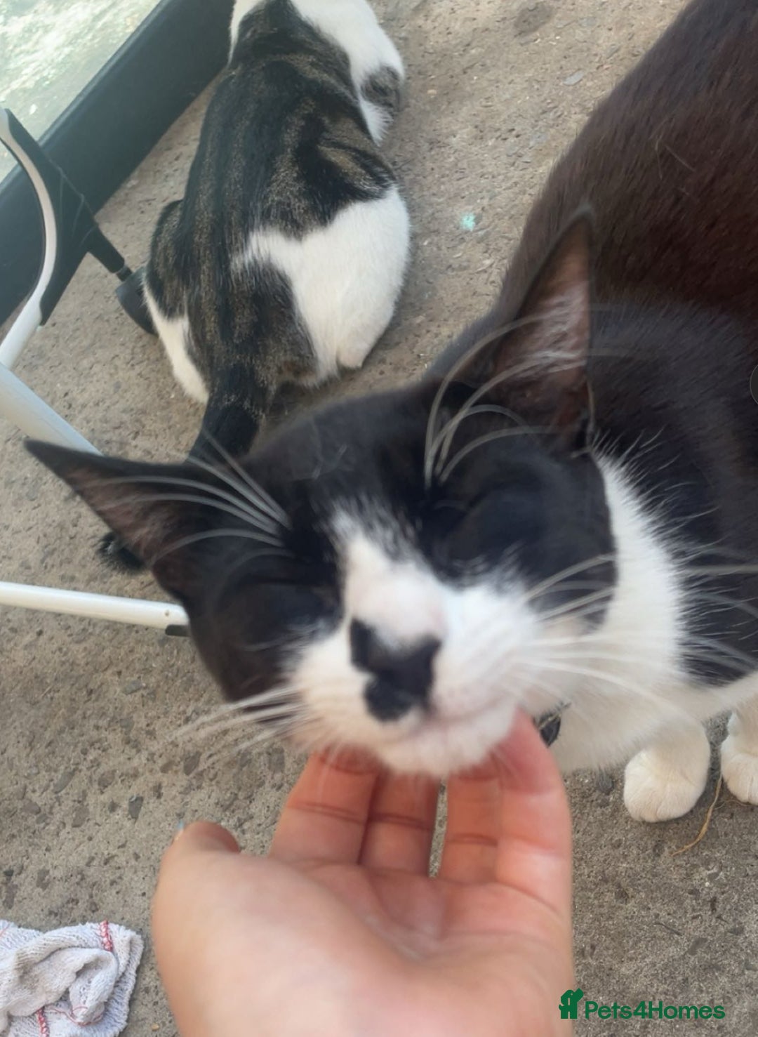 Mixed Breed cats for sale: Kittens for sale  - Image 1