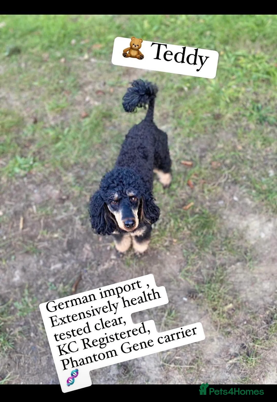 Cockapoo dogs for sale: F1 cockapoo pups  in Stourport-on-Severn - Advert 8