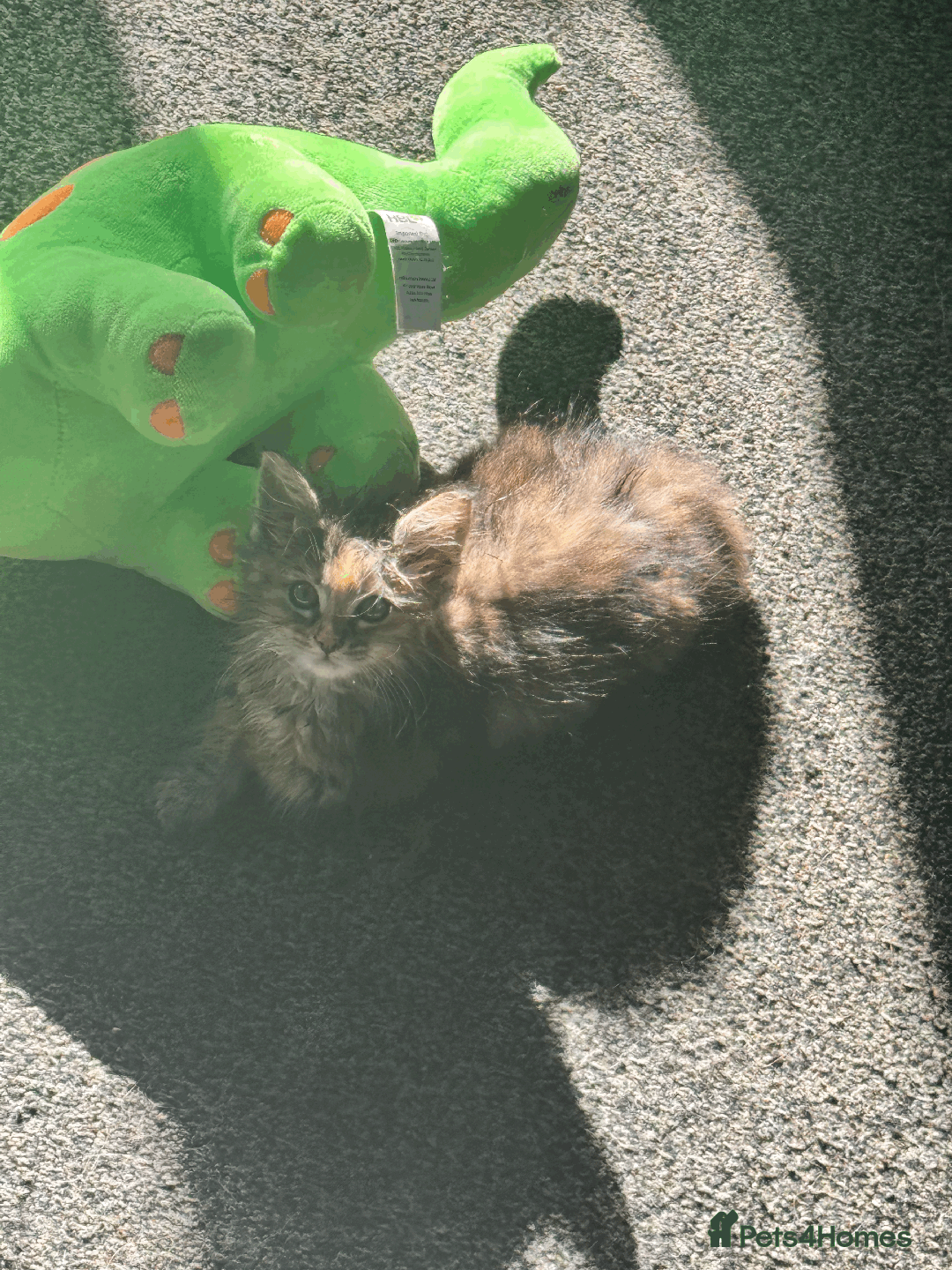 Maine Coon cats for sale: Adorable MaineCoon Ragdoll Cross Kittens Ready Now - Image 6