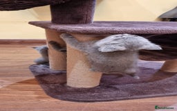 British Shorthair cats for sale: Britsh shorthair Pure blue boys  - Image 9