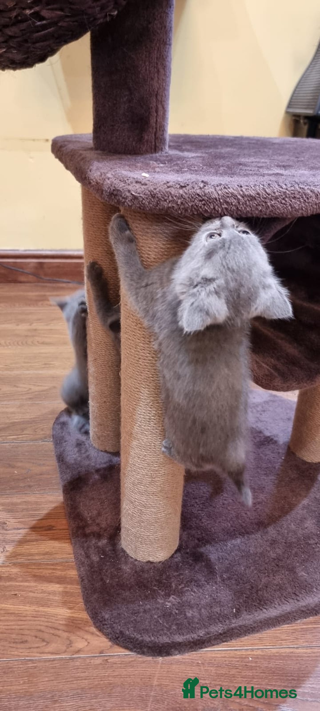 British Shorthair cats for sale: Britsh shorthair Pure blue boys  - Image 9