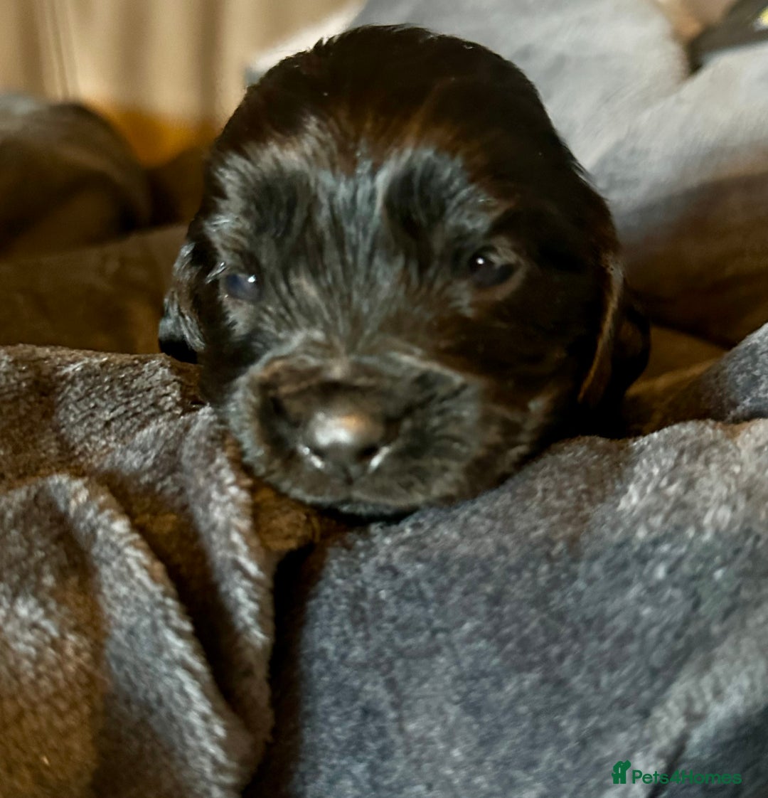 Cocker Spaniel dogs for sale: Working cocker spaniel puppies - Image 9