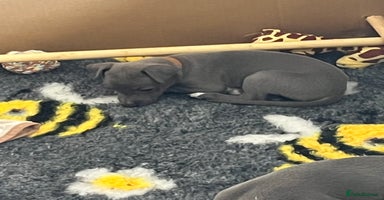 Whippet dogs - Advert 9