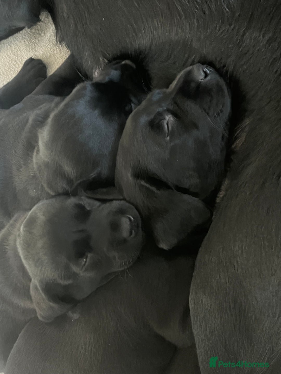 Labrador Retriever dogs for sale: Pedigree Labrador parents have 3 charming pups - Advert 5