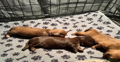 Mixed Breed dogs - Advert 9