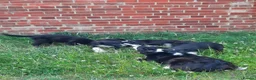 Border Collie dogs for sale: 4 adorable puppies for sale - Advert 16