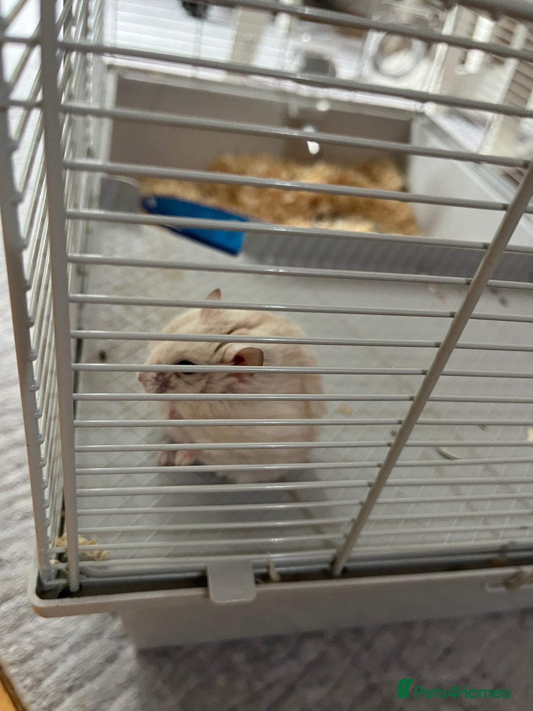 Hamster rodents for sale: Male dwarf hamster  - Image 4