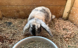 Mini Lop rabbits for sale: Mini lop babies - Image 6