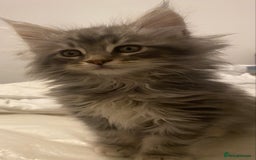 Maine Coon cats for sale: Ready 22.11.2025 - Advert 12