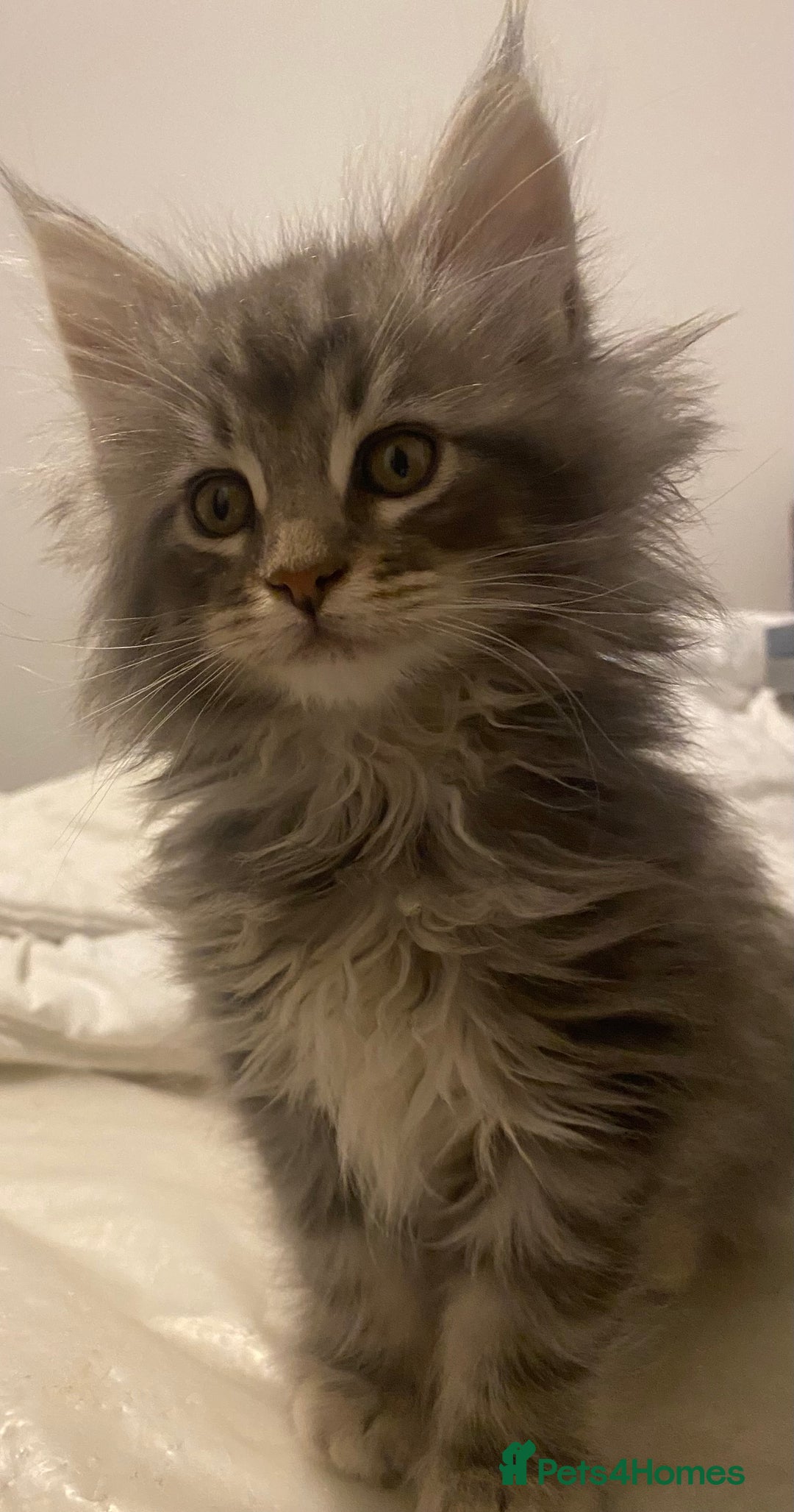 Maine Coon cats for sale: Ready 22.11.2025 - Advert 12
