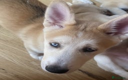 Huskita dogs for sale: Playful Huskita Puppies – Vaccinated & Ready Today - Image 6